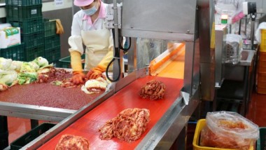 김치 생산포장작업(농업회사법인 새벽팜)
