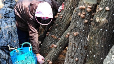 임업직불금- 표고보섯재배